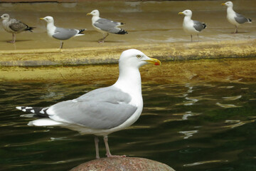 Obraz premium Silbermöwe