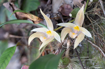 Bulbophyllum lobbii Lindl, Beautiful rare wild orchids in tropical forest of Thailand.