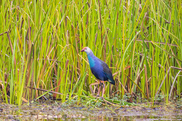 Beautiful Purple swamphen bird in the swamp.