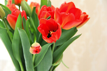 a bouquet of red tulips in a glass vase on a white table. Spring bouquet of flowers in a vase
