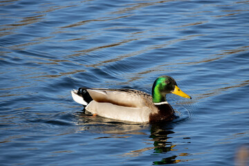 duck on the water