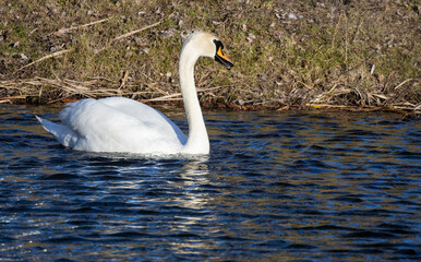 swan on the lake