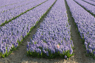 Colourful hyacinth field in Holland, the Netherlands