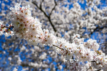 Closeup of white cherry blossom branch with other branches and sky in the background. Shallow depth of field
