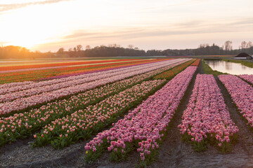 Spring blooming fields of pink tulips, Holland, the Netherlands