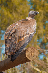 Egale sitting in the zoo. Steppe Eagle, Aquila nipalensis, sitting in the grass on meadow, forest in background. Wildlife scene from nature.