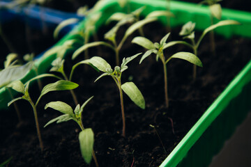 Green tomato seedlings on the balcony. Gardening concept. Growing on a windowsill