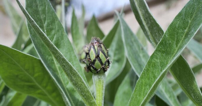 Fourmis sur une plante verte