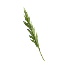 rosemary isolated on white