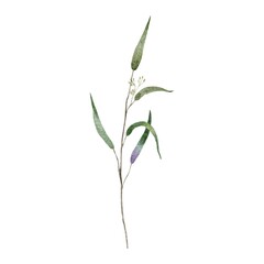 plant isolated on white