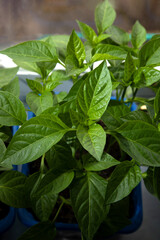Gardening concept. Green sprouts of seedlings grown from seeds. Seedlings of pepper in a pot with soil