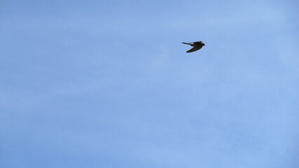 Falco