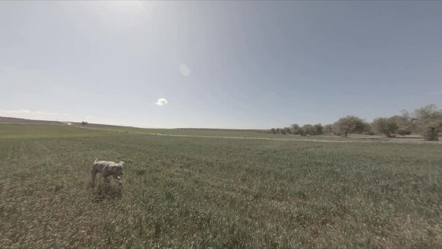 Orbital with FPV drone to a dog running on tall grass.