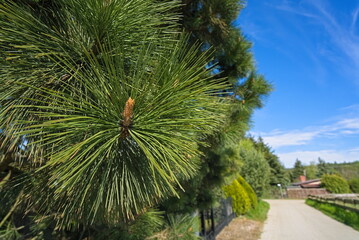 A closeup of pine trees with long needles