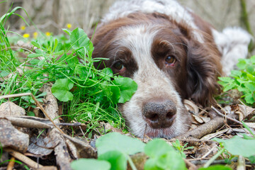 Brown spotted russian spaniel in the forest, blurred background