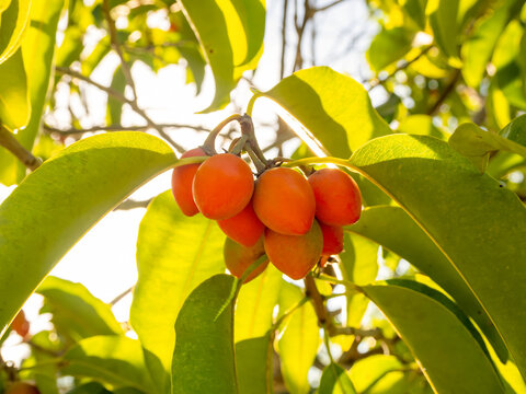 Phikun tree. Close up fruits of Asian bulletwood, Bullet wood, Bukal, Tanjong tree, Medlar or Spanish cherry. (Mimusops elengi) 