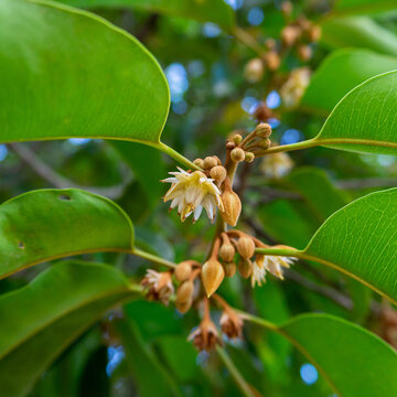 Flowers of Asian bulletwood, Bullet wood, Bukal, Tanjong tree, Medlar or Spanish cherry. (Mimusops elengi)