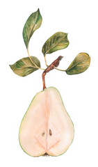 watercolor ripe half green pear with leaves isolated on white background