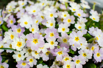 Fototapeta premium Small fragile primrose flowers bloom