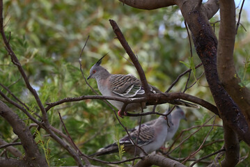 Grey crested pigeon, ocyphaps lophotes, perched on a tree branch, with two more crested pigeons lurking in the background