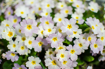 Fototapeta premium Small fragile primrose flowers bloom