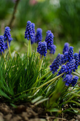 Little spring blue Muscari flowers bloom outdoors