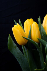 Naklejka premium yellow tulip on black background lowkey