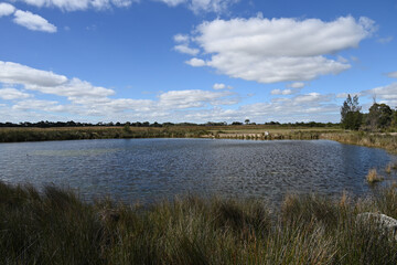 Small lake at Edithvale Wetlands, in the suburbs of Melbourne, during a sunny day, with many reeds in both the foreground and background