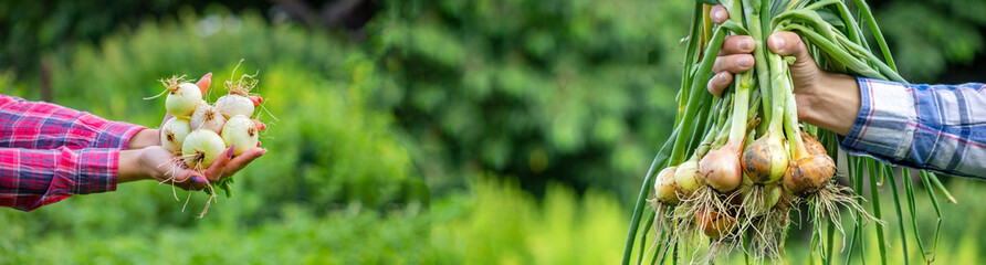 a bunch of fresh onions in the hands of a farmer. Selective focus