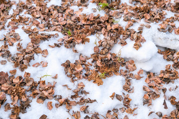 The husk of pine nuts after processing in the snow.