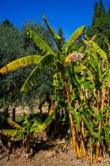 Fototapeta premium Close up of flowering Banana tree (Musa acuminata) 