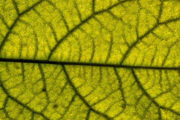 leaf texture