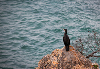 cormorant on rock