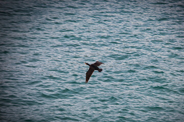 bird surfing in the sea