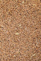 Wheat grain background. Dried whole grain kernels of wheat.