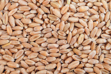 Dried whole grain kernels of wheat close-up. Wheat grain background.