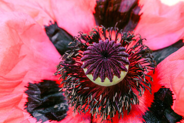 Big red decorative poppy flower