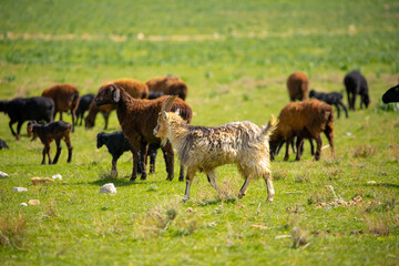 Goats and sheep graze on the green meadow. Pasture with fresh grass in spring, cattle walking. Animal husbandry and agriculture. Herd of animals.