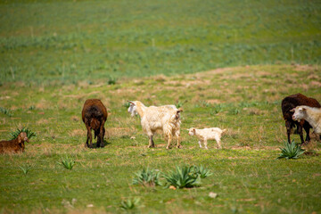 Goats and sheep graze on the green meadow. Pasture with fresh grass in spring, cattle walking. Animal husbandry and agriculture. Herd of animals.
