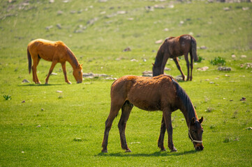 Obraz na płótnie Canvas Horses gallop over mountains and hills. A herd of horses grazes in the autumn meadow. Livestock concept, with place for text.