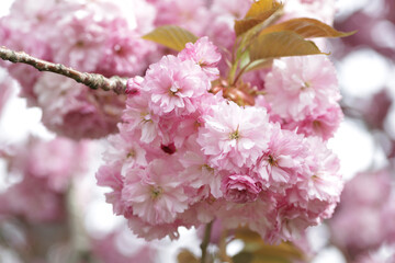 Pink flowers on branch of tree in blossom on spring.