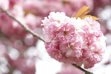 Fototapeta premium Pink flowers on branch of tree in blossom on spring.