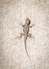 A Western Fence Lizard (Sceloporus occidentalis) sits on a wall in Los Angeles, CA.