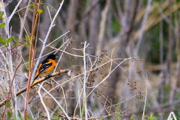 The unmistakably stunning Male Baltimore Oriole.