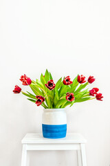 A bouquet of red spring tulips on a white background.