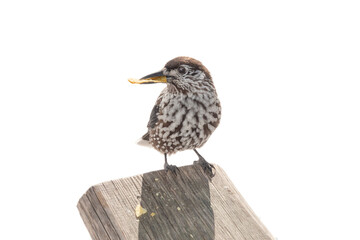  spotted nutcracker chips in the beak sitting on a tree isolated