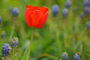 Obraz premium Red tulip bloom field with beautiful hyacinth in spring time with sunlight, floral blurred background, garden scene-Selective focus on the top of a tulip