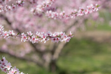 果樹園の桃の花