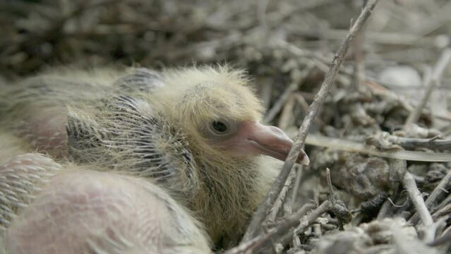 Baby pigeon in nest