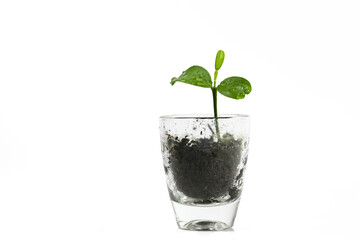 Seedling of a lemon tree growing up in a small glass, nature metaphor for patience, growth and sprouting success, isolated on a white background, copy space